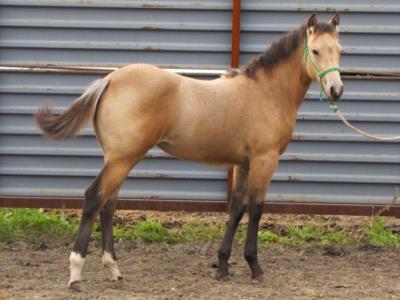 Whiskey Up Chloe JW<br>AQHA 5608178